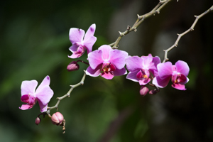 Jardin Botanical Garden, Dashaies, Guadeloupe